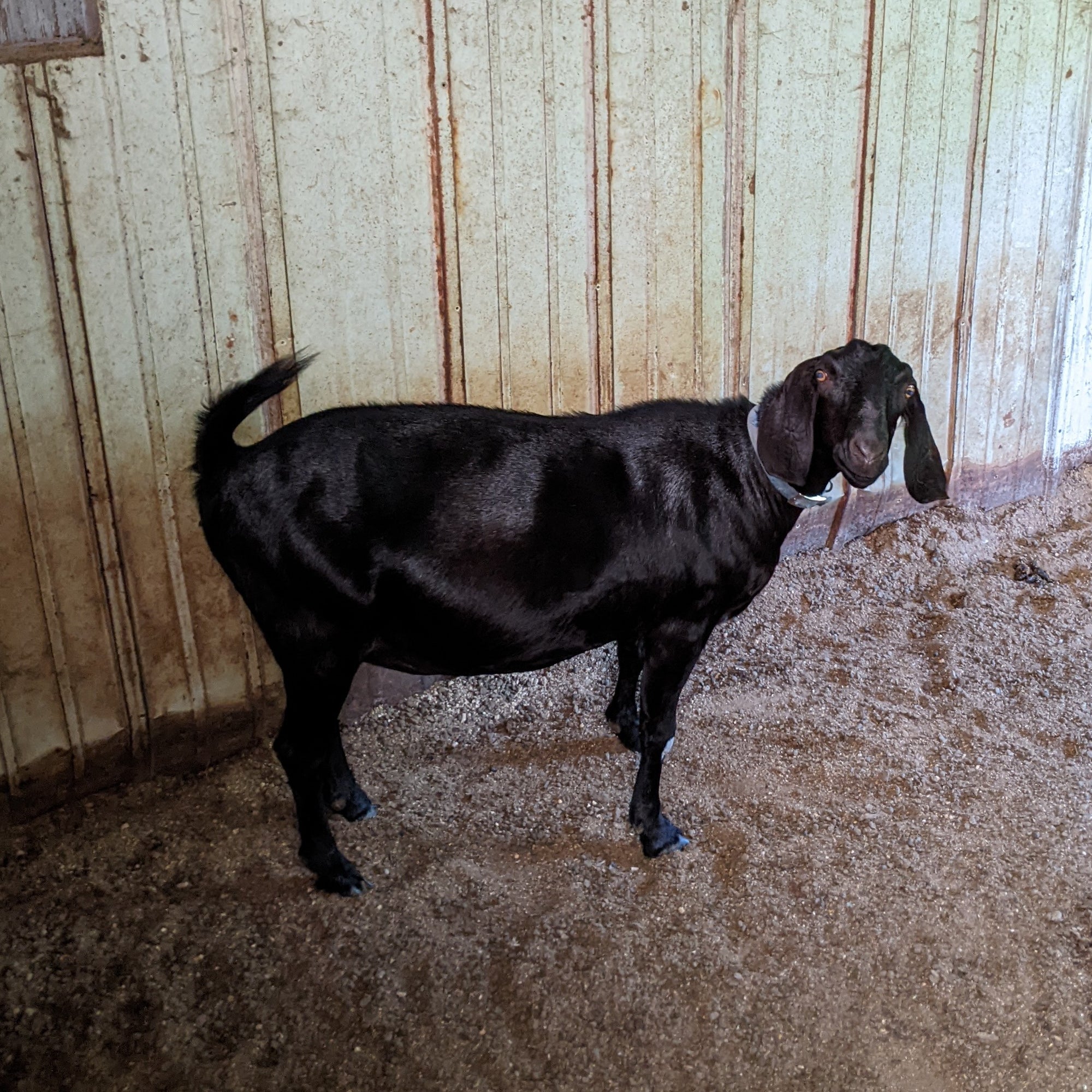 
          
            A black goat waiting for me to pet it.
          
        